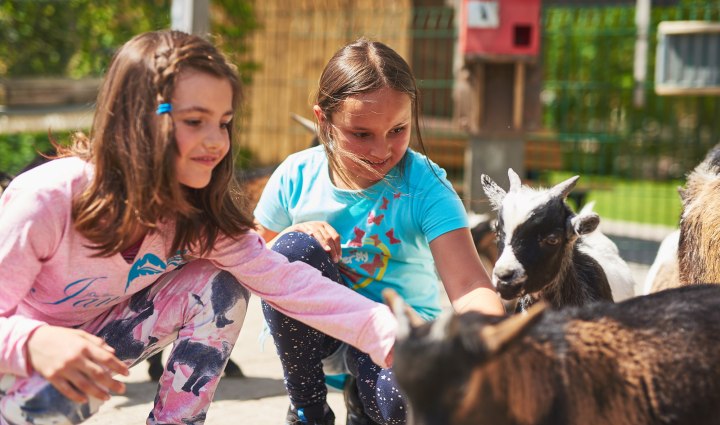 The little goats in the petting zoo are always looking forward to your visit