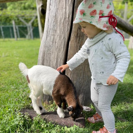die kleine Ziege Konrad liebt Besuch und lässt sehr gerne streicheln